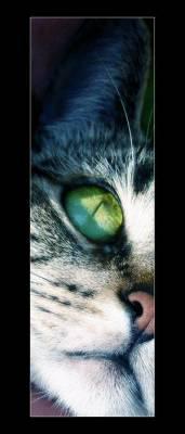le chat...